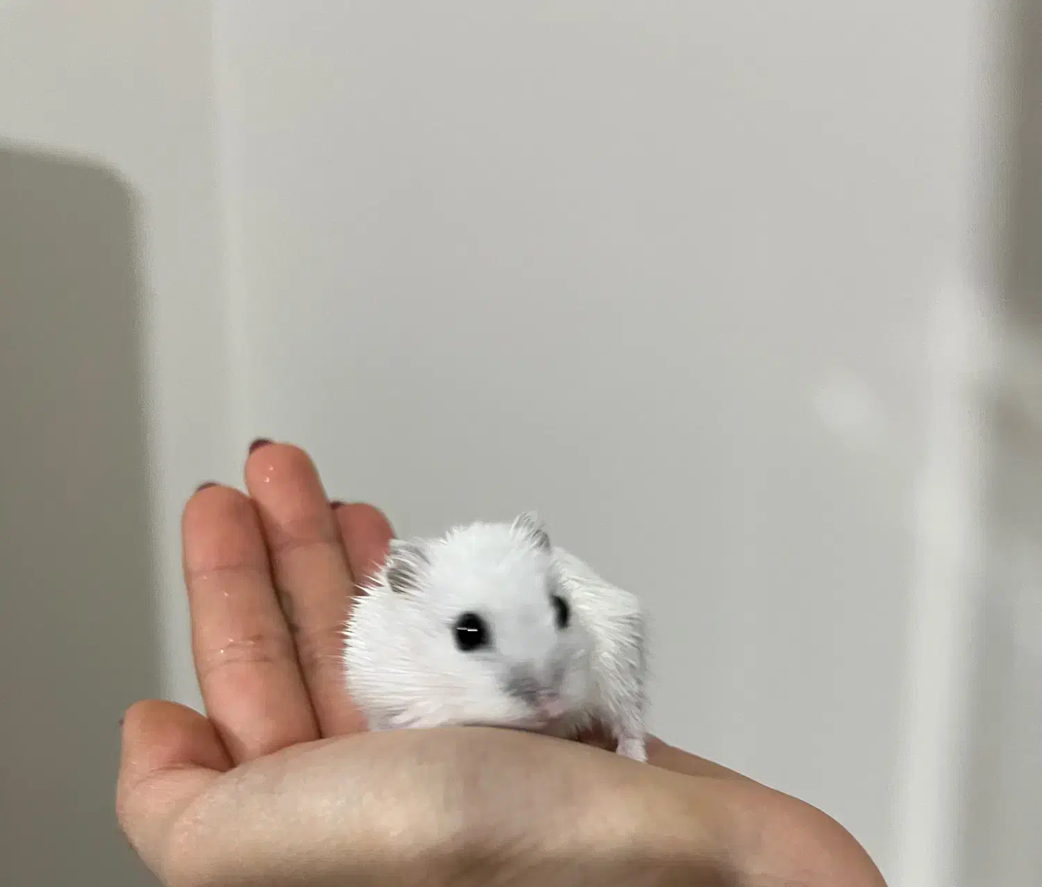 فروش همستر|موش و خرگوش|شیراز, پشم شیشه|دیوار