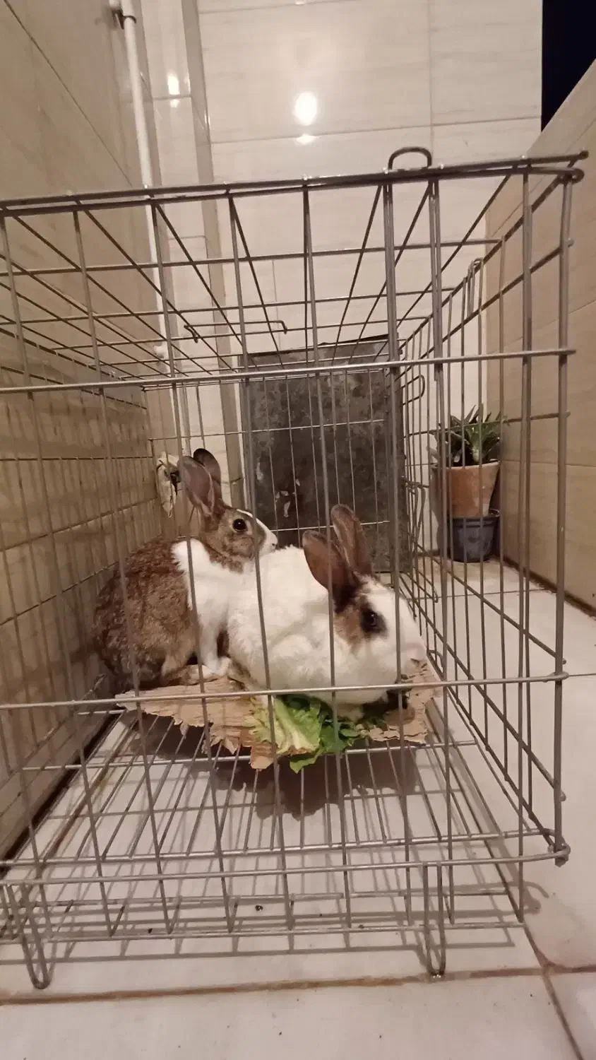 خرگوش|موش و خرگوش|خرم‌آباد, |دیوار