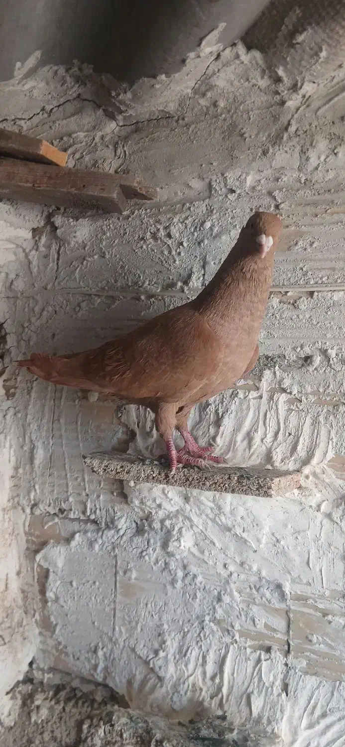 کفتر کبوتر|پرنده|اقبالیه, |دیوار