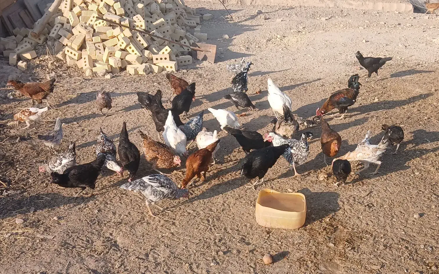 مرغ خروس نیمچه محلی گلین خالص|حیوانات مزرعه|مرودشت, رودبال|دیوار