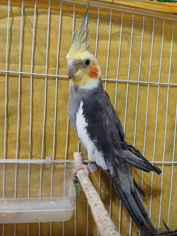 عروس هلندی نر|پرنده|کیاشهر, |دیوار