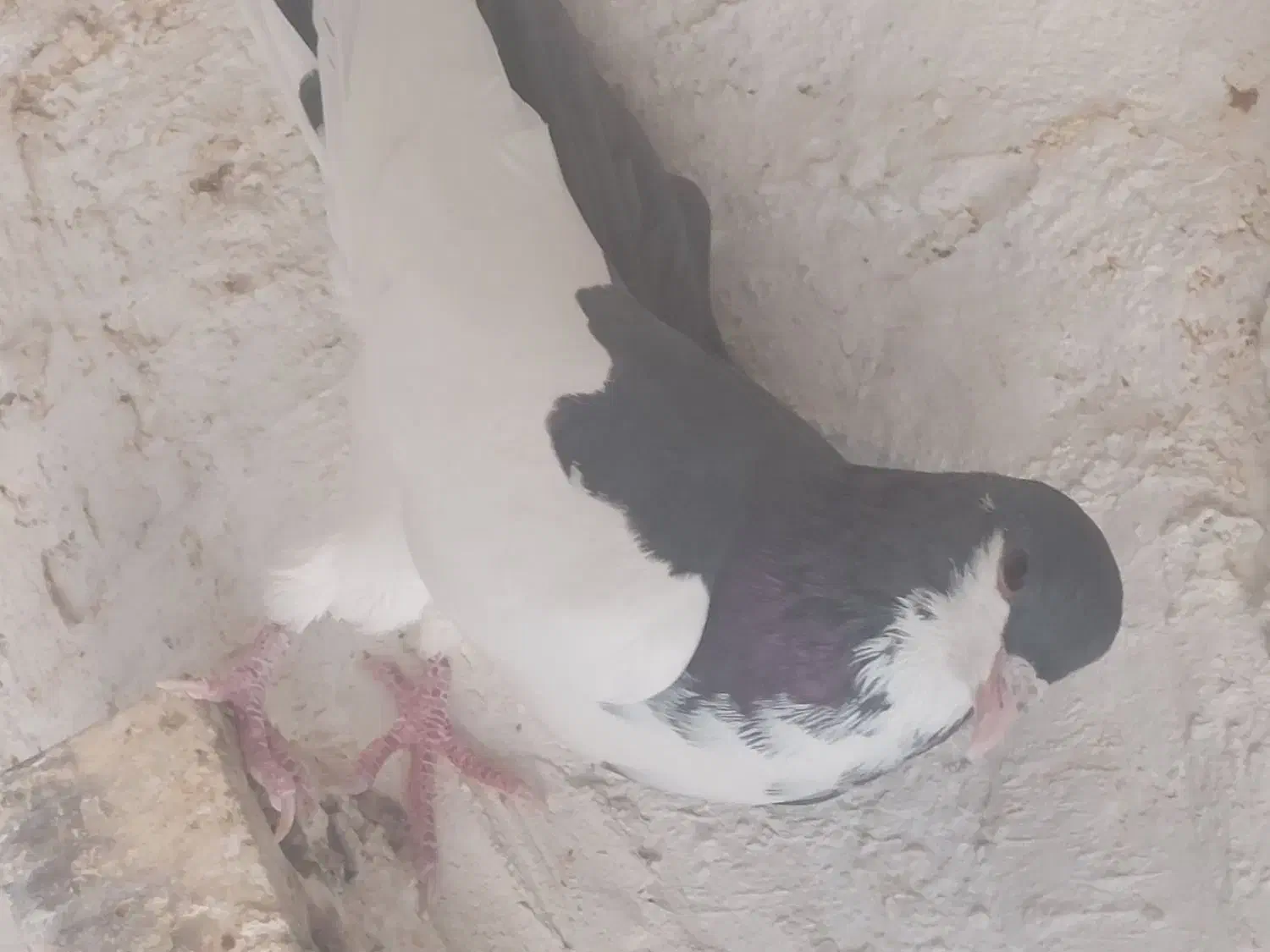 تعدادی کبوتر|پرنده|وحدتیه, |دیوار