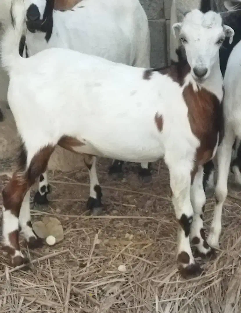 فروش کهره نر  سرحال|حیوانات مزرعه|بستک, |دیوار