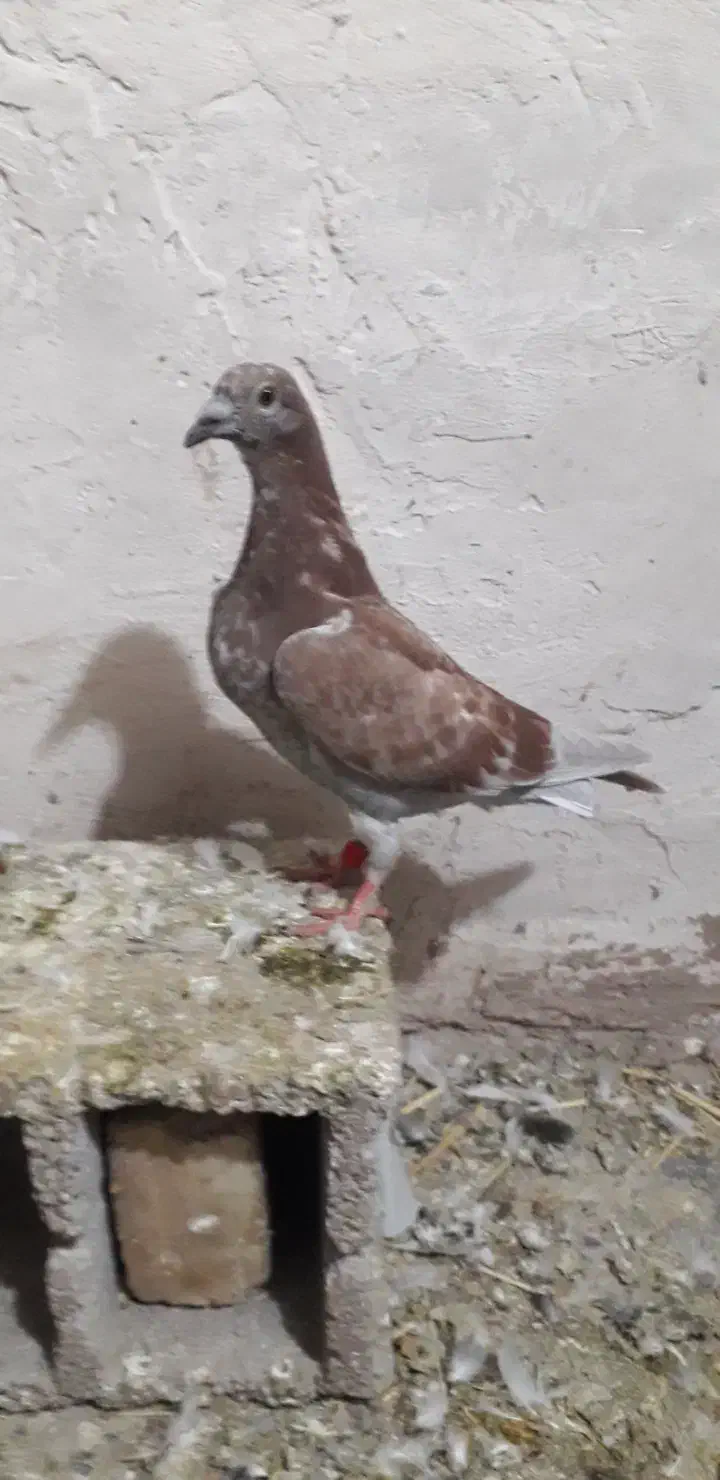 کفتر|پرنده|تربت جام, میرقوام الدین|دیوار