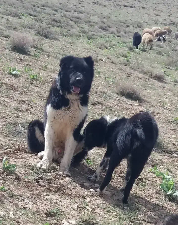 طوله ماده قدرجونی|سگ|بم, |دیوار