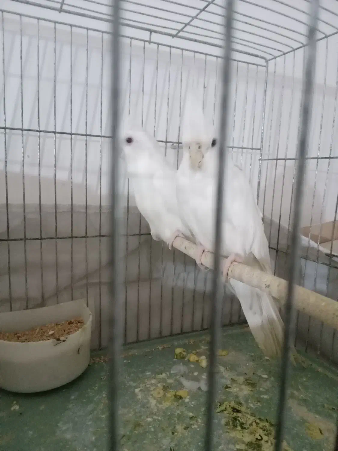 عروس آلبینو خالص خاص|پرنده|پلدشت, |دیوار