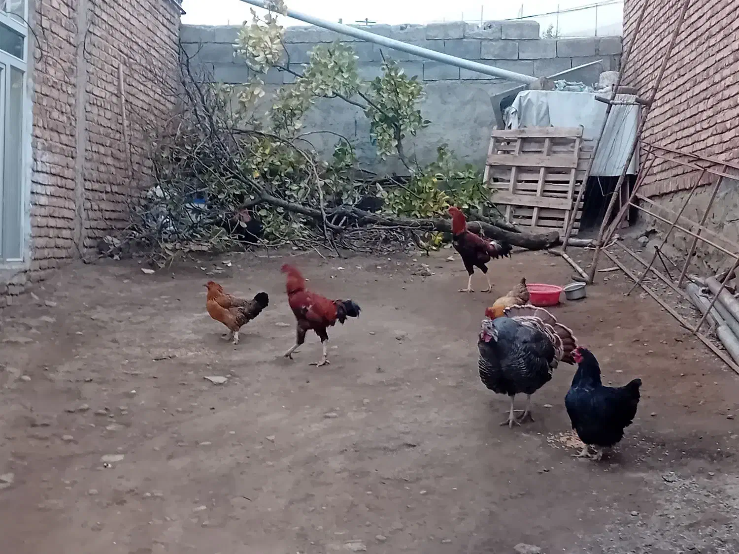 مرغ فروشی|حیوانات مزرعه|آبش احمد, |دیوار