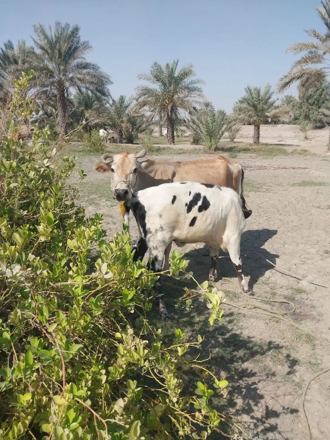 گاوشیری|حیوانات مزرعه|میناب, |دیوار