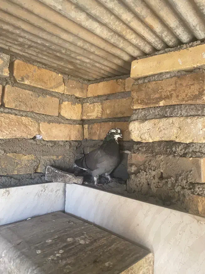 غریبگیری|پرنده|شاهرود, |دیوار