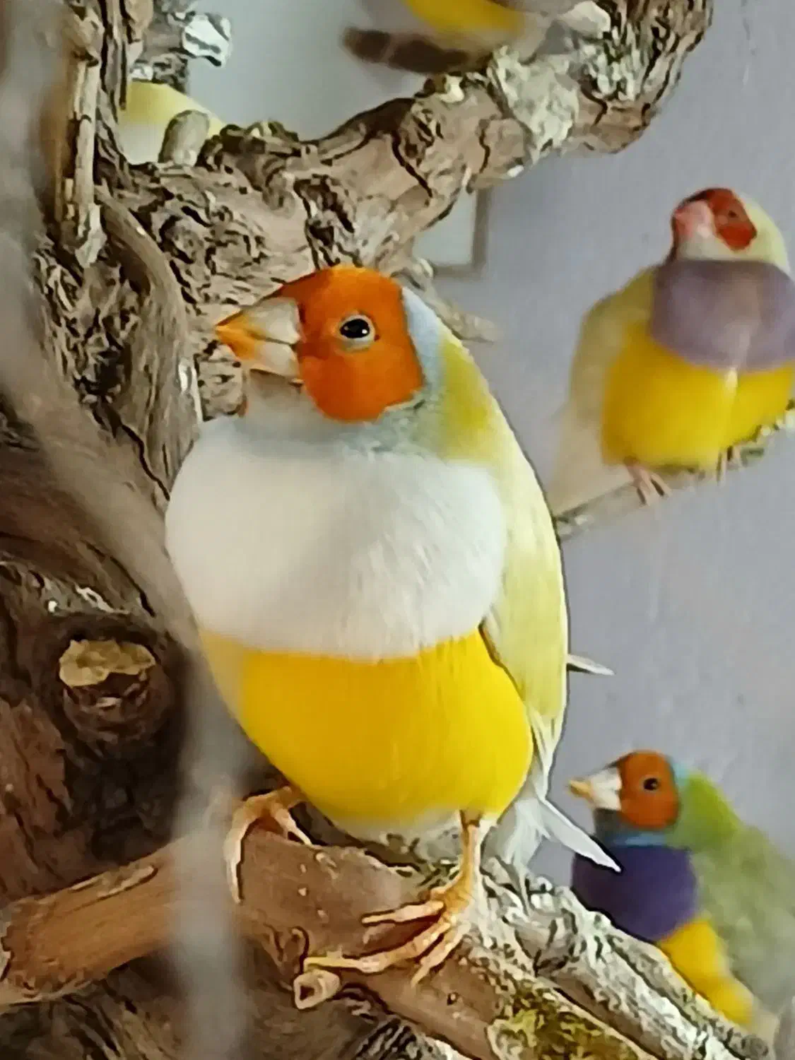 انواع فنچ|پرنده|شیروان (خراسان), |دیوار