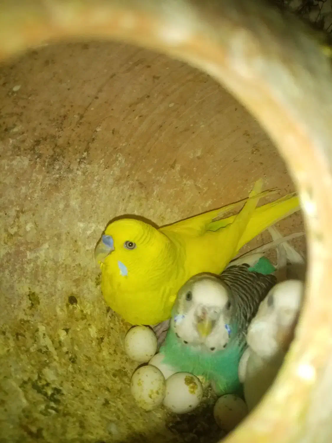 مرغ عشق دستی مخصوص بچه ها|پرنده|نیشابور, فردوسی جنوبی|دیوار