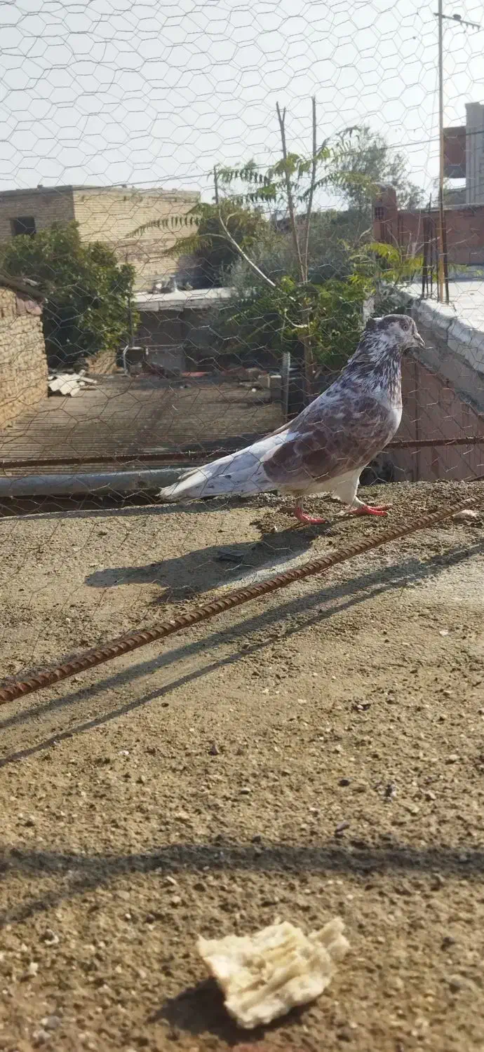 سه عدد کبوتر|پرنده|گنبد کاووس, |دیوار