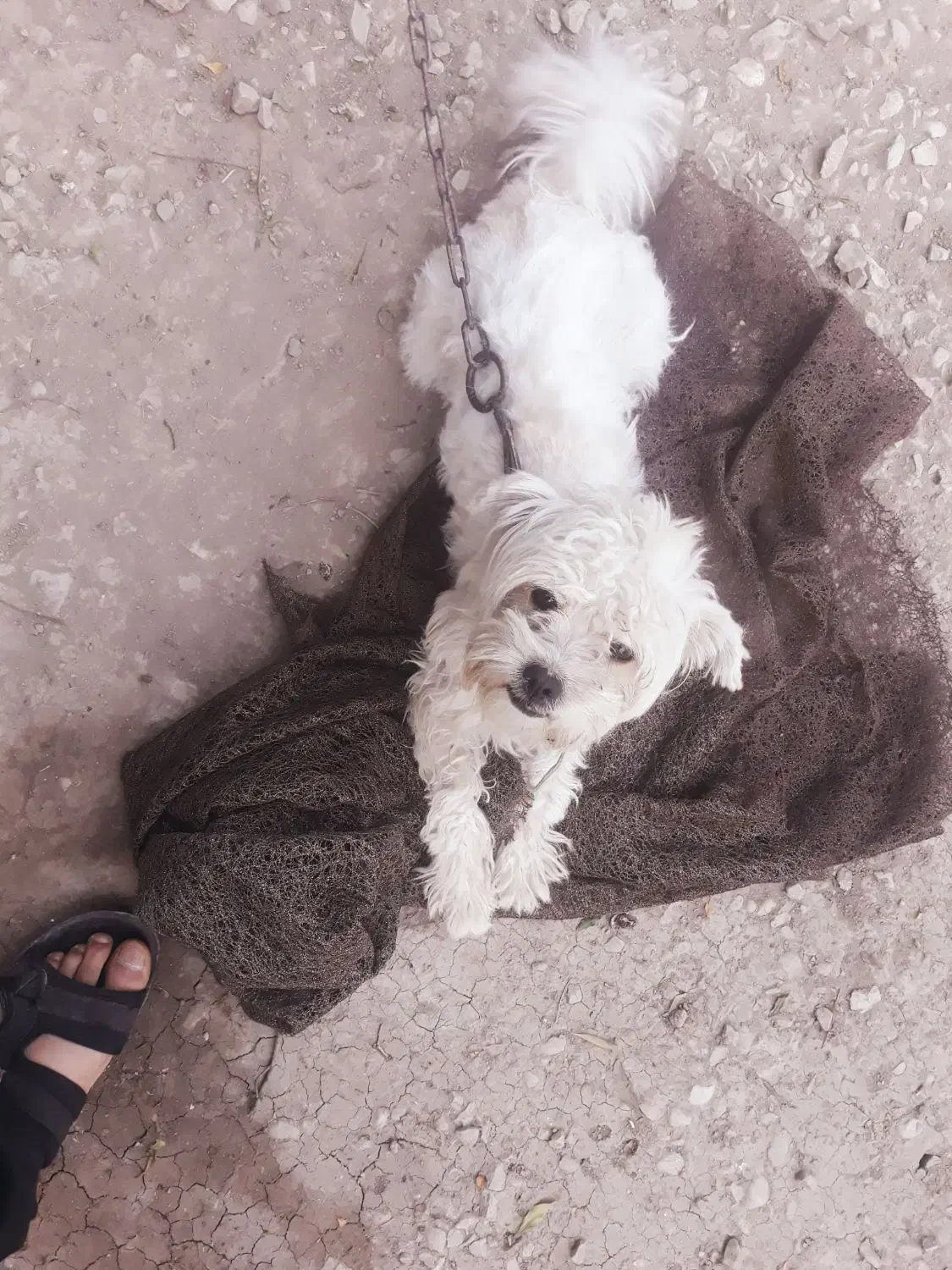 سگ پاکوتا|سگ|ایذه, |دیوار