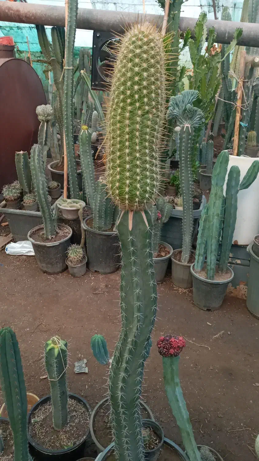 کاکتوس و گل و گیاه طبیعی|گل و گیاه طبیعی|تهران, شهید فکوری|دیوار