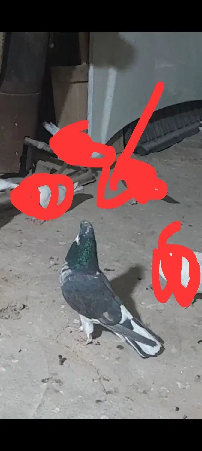 کفتر گمشده|حیوانات|ملایر, |دیوار