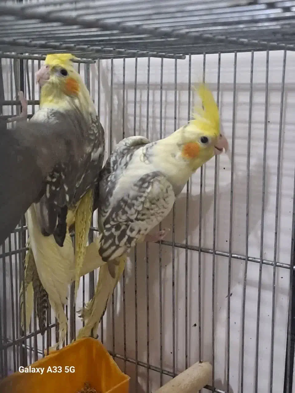 عروس هلندی|پرنده|نجف‌آباد, طالقانی|دیوار