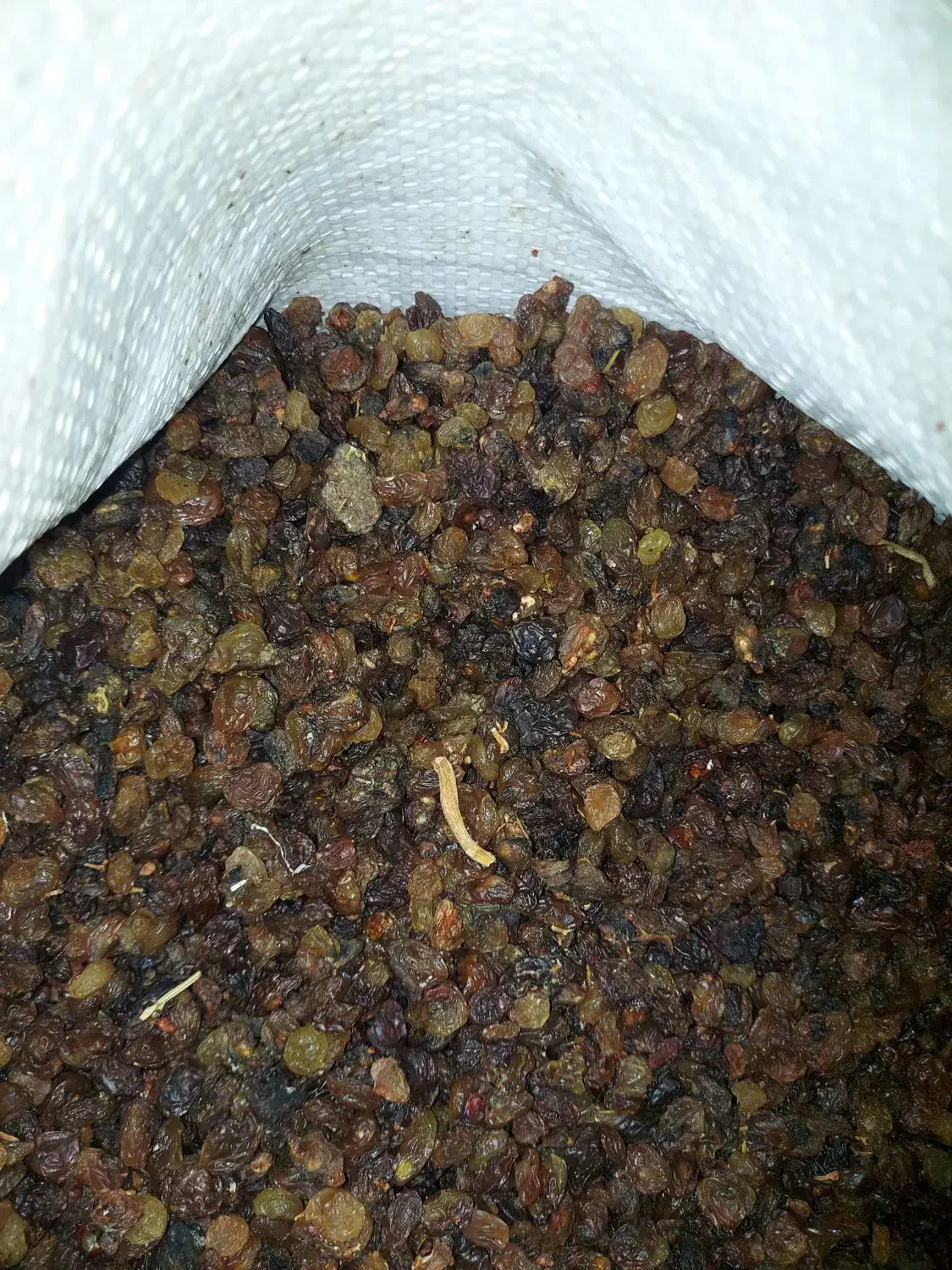 کشمش|عمده‌فروشی|ملایر, |دیوار