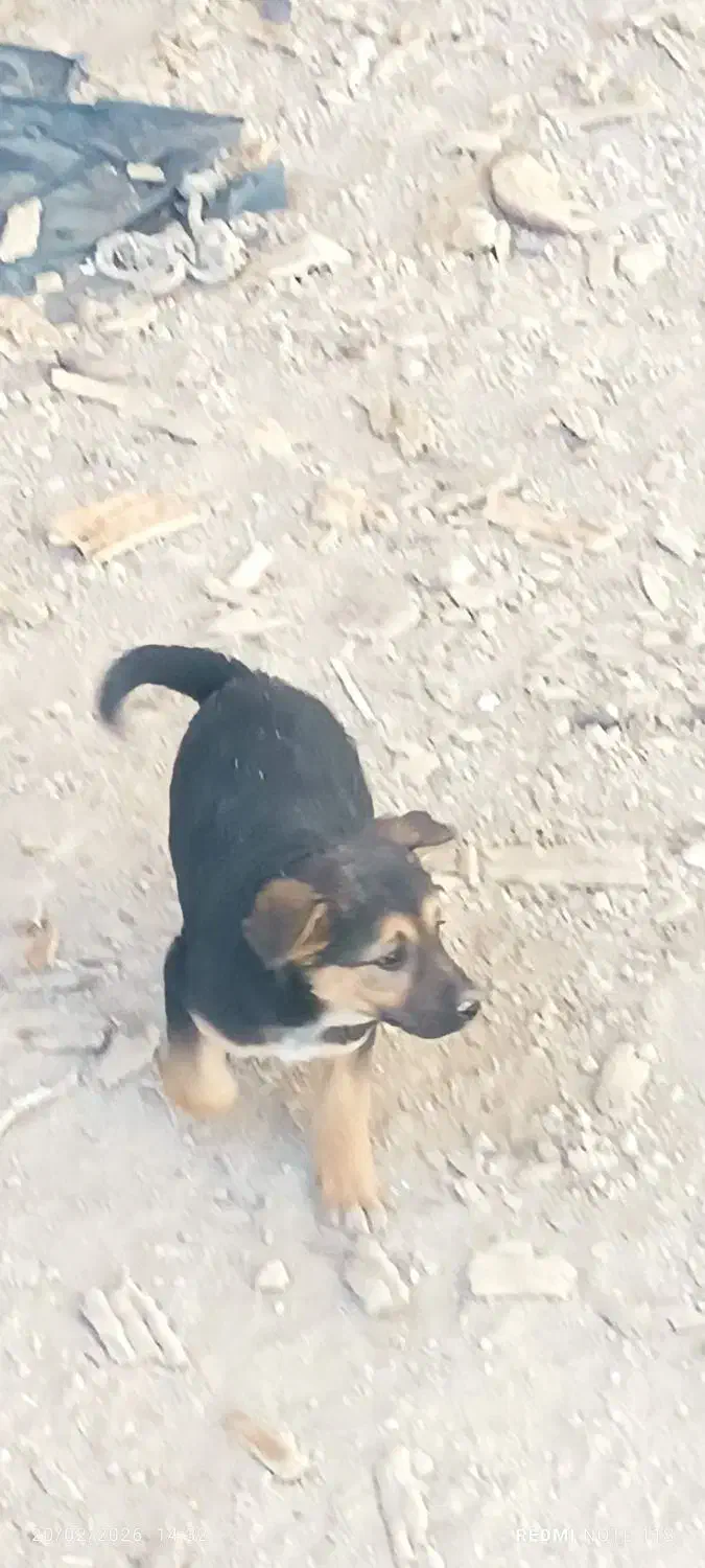 توله سگ|سگ|رباط‌کریم, منجیل آباد|دیوار