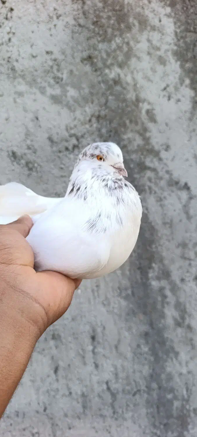 کفتر گره‌|پرنده|تخت, |دیوار