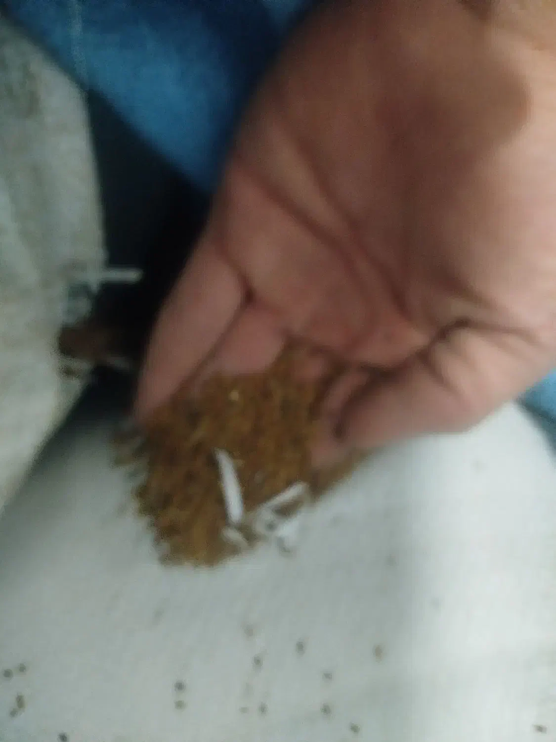 بذر یونجه|گل و گیاه طبیعی|بشاریات, |دیوار