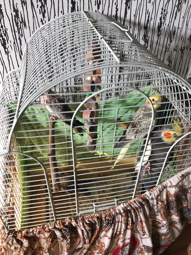 چهار عدد عروس هلندی|پرنده|آزادشهر, |دیوار