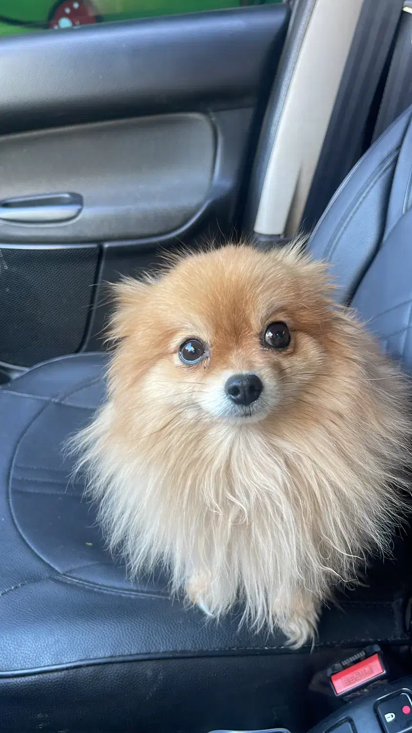 فروش سگ پامر|سگ|زید آباد, |دیوار