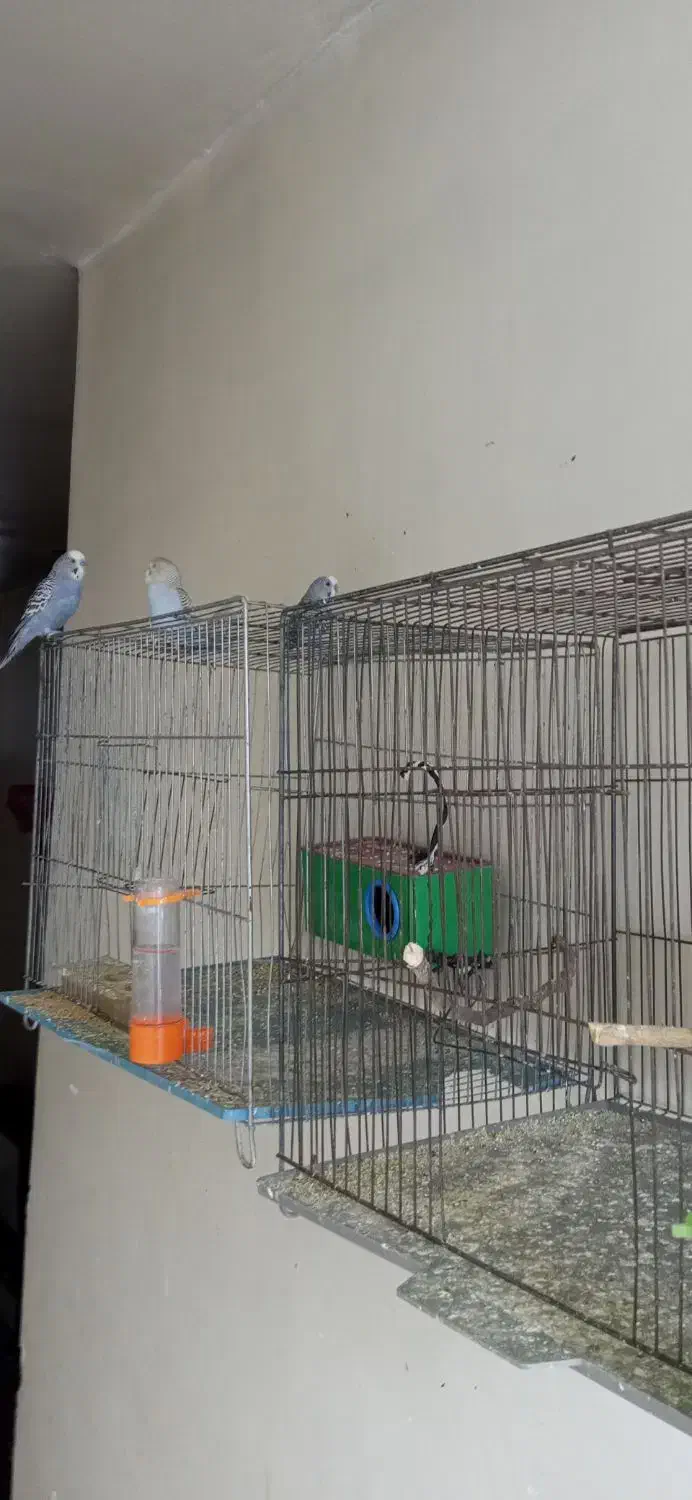 یه جفت مرغ عشق مولد ۵ تا جوجه|پرنده|شاهین‌شهر, حافظ شمالی|دیوار