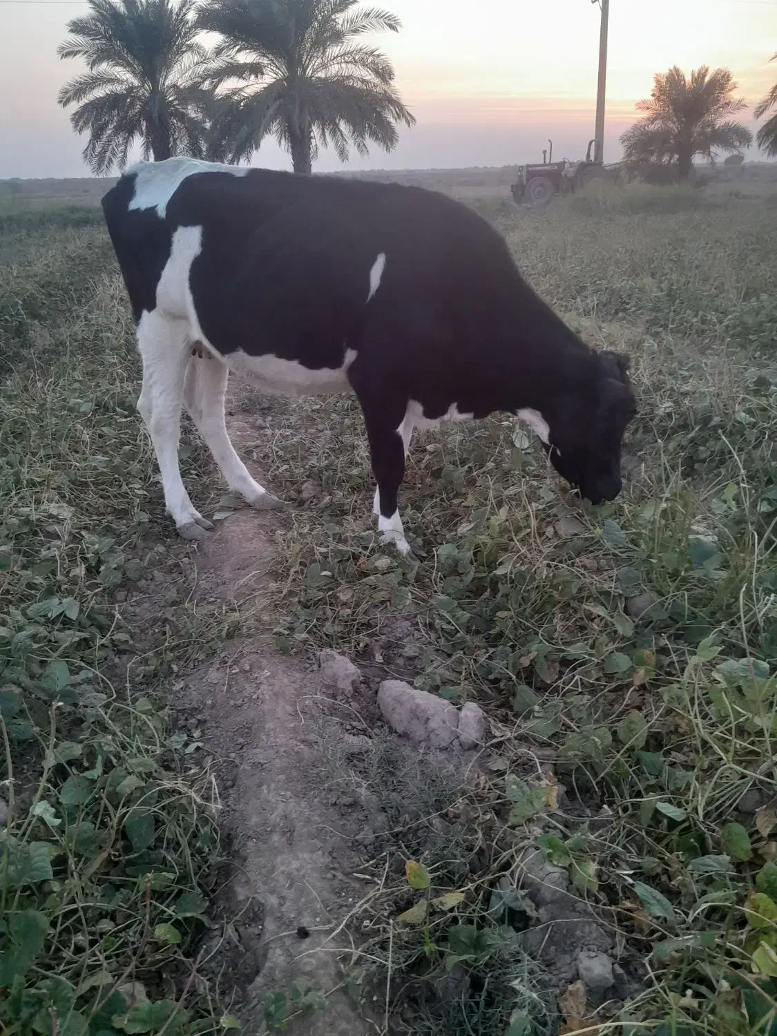 گاو المانی گوسفند گاومیش بز|حیوانات مزرعه|کرخه, |دیوار