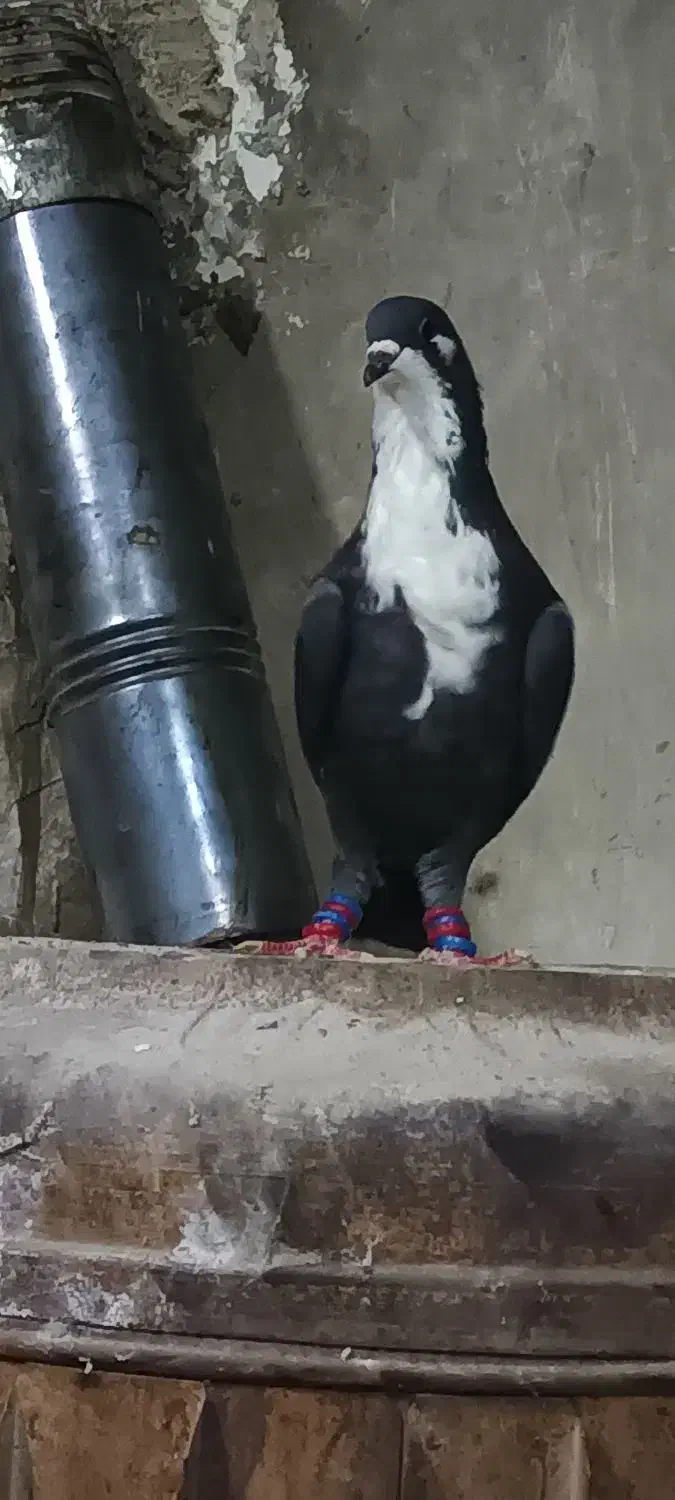 ریش سیاه با کلاغدم فروشی|پرنده|قائن, |دیوار