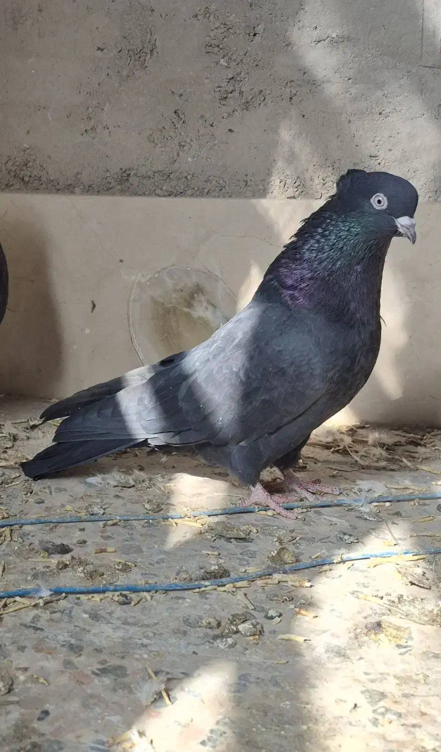 کفتر|پرنده|خرم بید, |دیوار