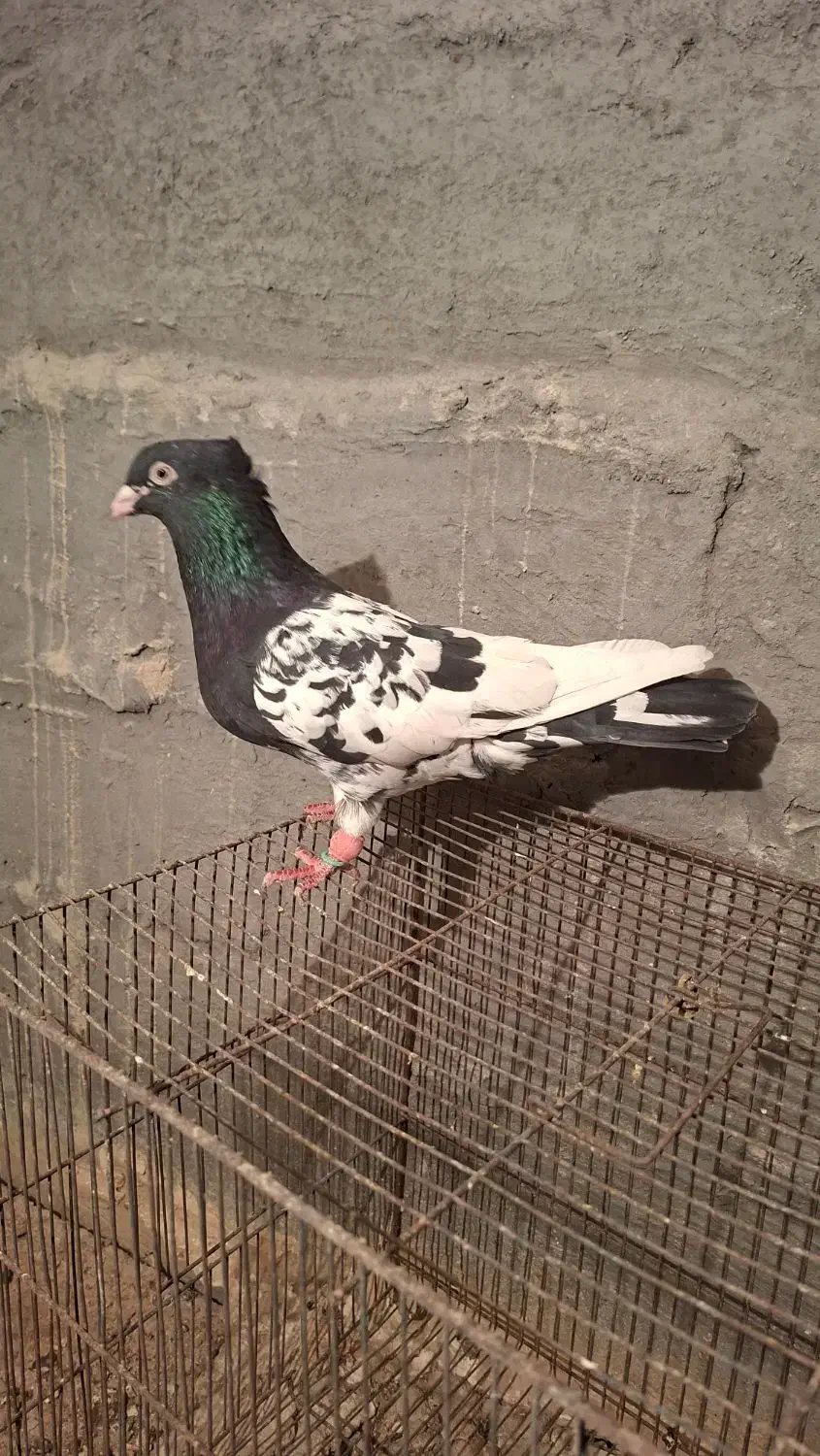 کبوتر کله سیاه جفتی|پرنده|مرودشت, رامجرد یک|دیوار