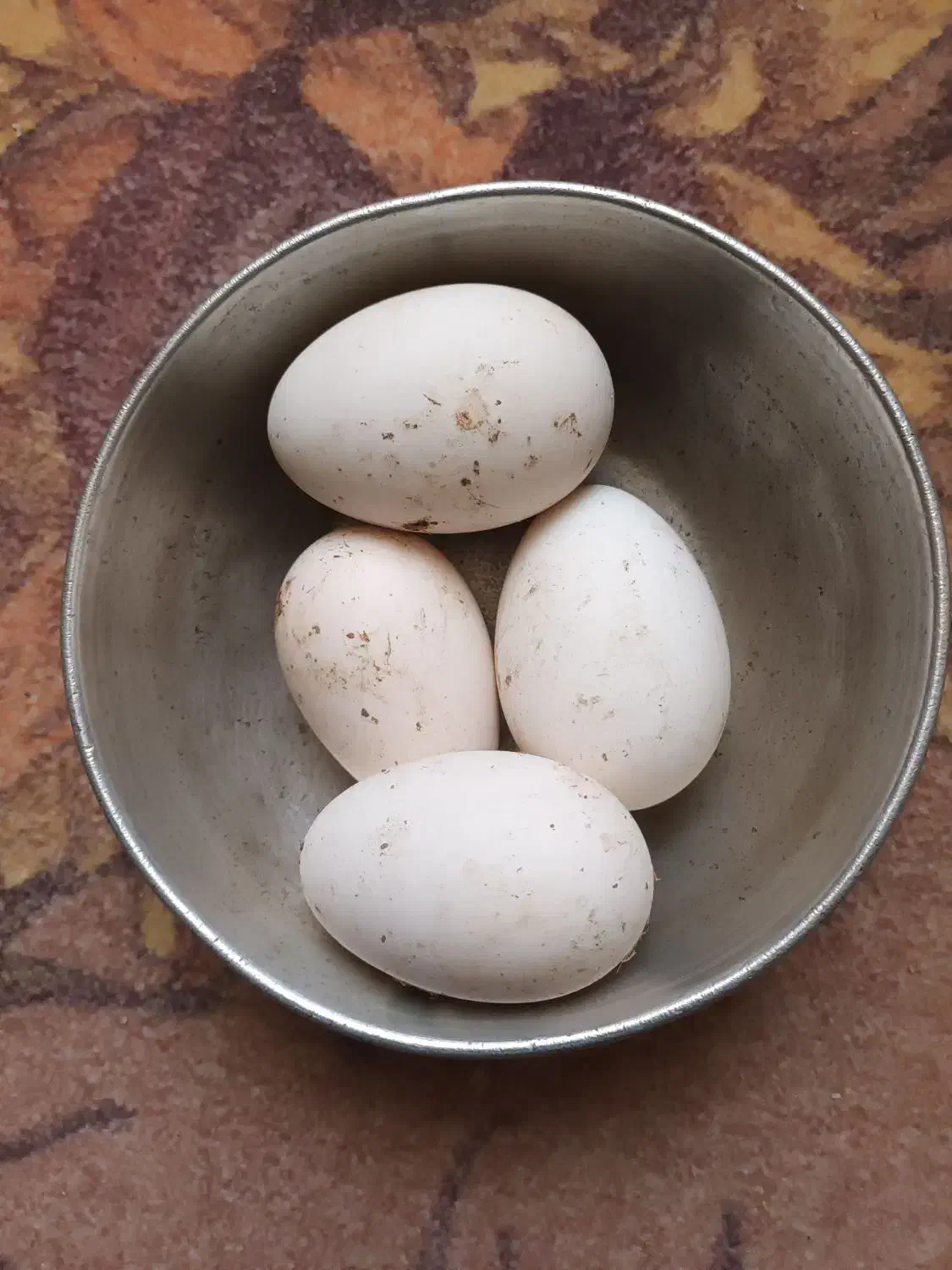 تخم قوغاز|حیوانات مزرعه|زابل, |دیوار