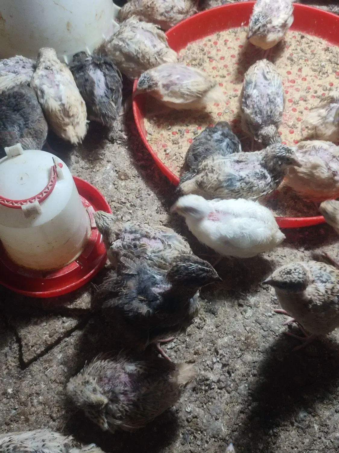 بلدرچین ماده و نره جوان|پرنده|مشهد, نیزه|دیوار