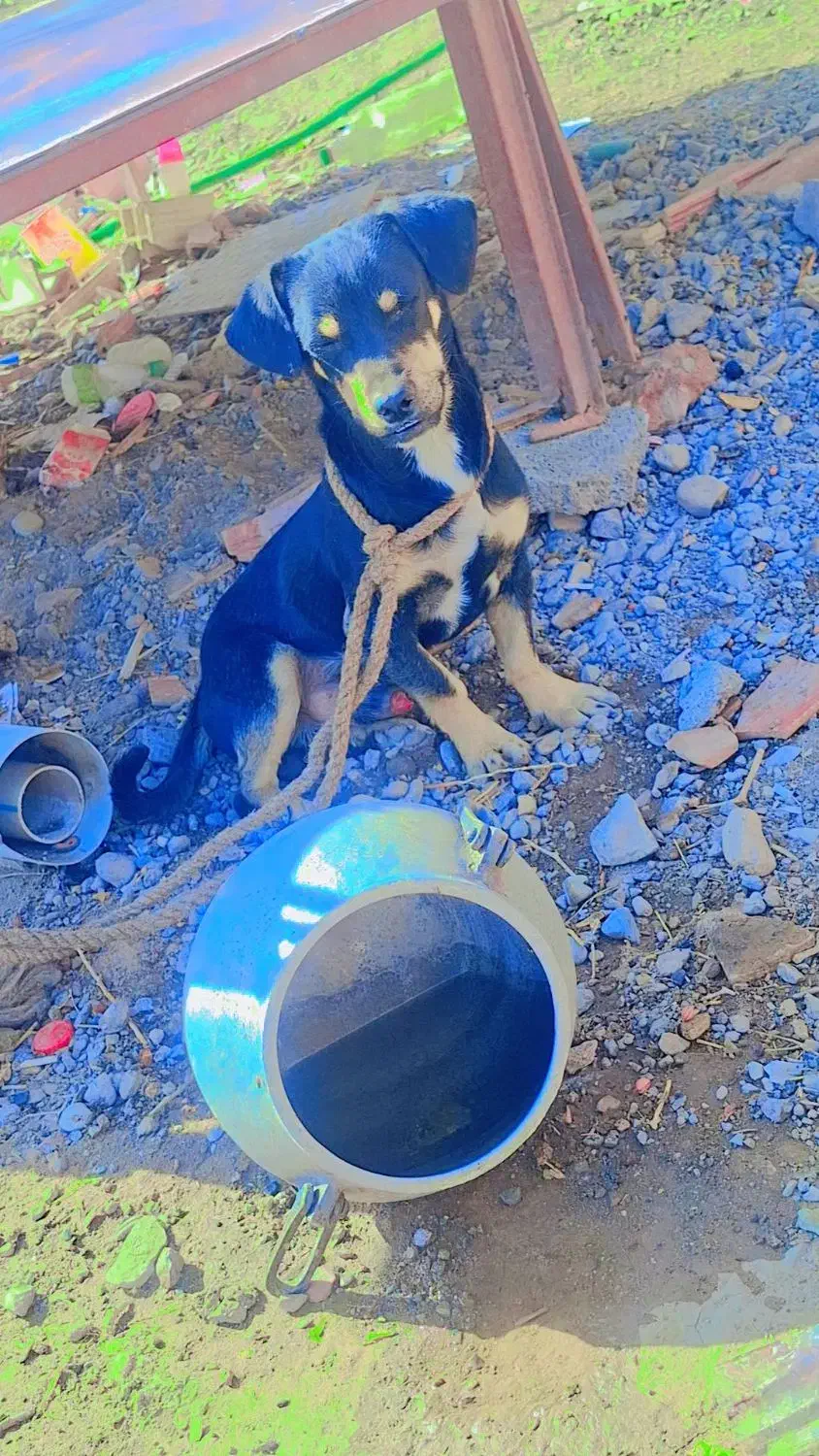 واگذاری سگ|سگ|نرماشیر, |دیوار