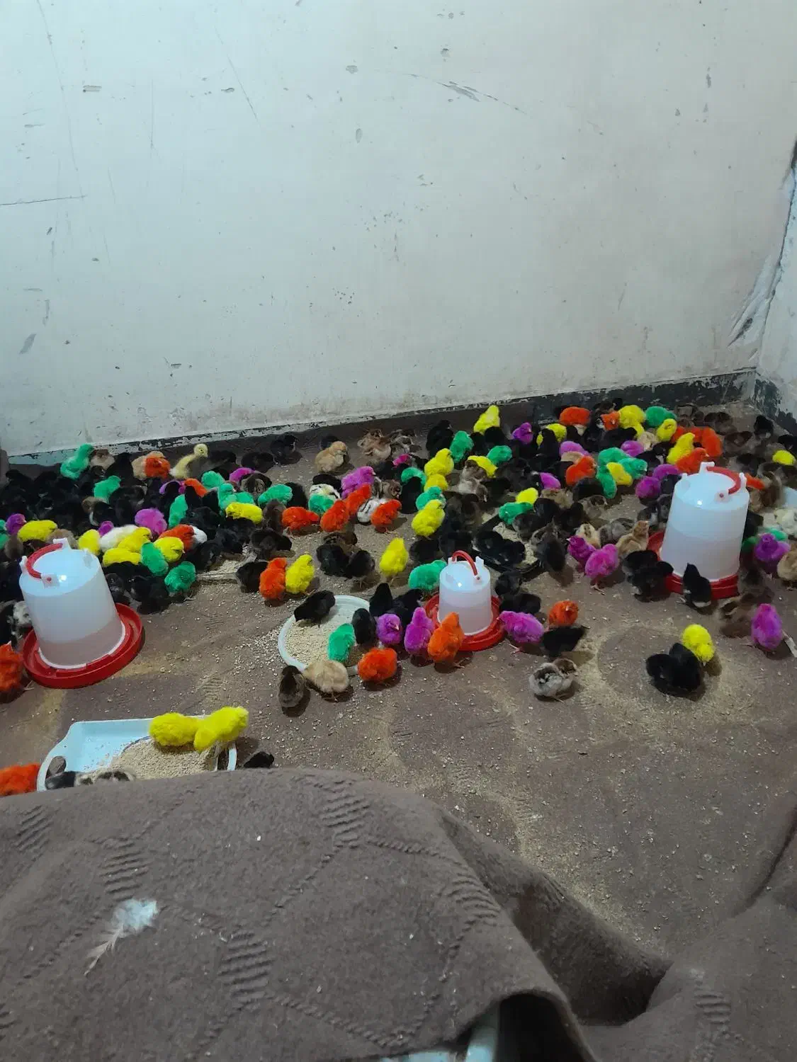 جوجه|حیوانات مزرعه|اهواز, آسیاباد|دیوار