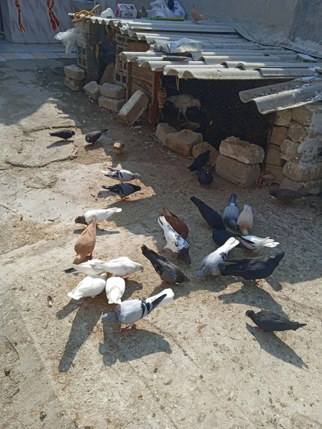 کبوتر رنگی|پرنده|سعدآباد, |دیوار