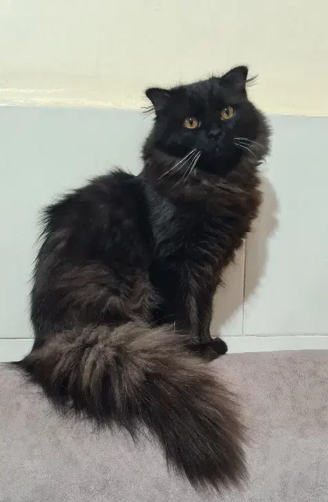 گربه پرشین بلک|گربه|ماهدشت, |دیوار