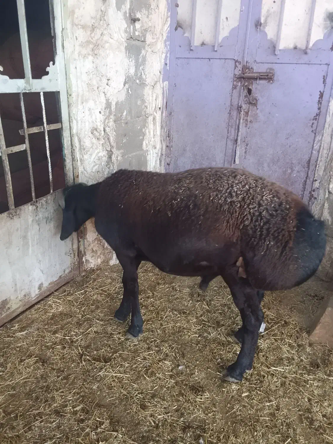 بره کاوه  چینی|حیوانات مزرعه|دهدشت, |دیوار