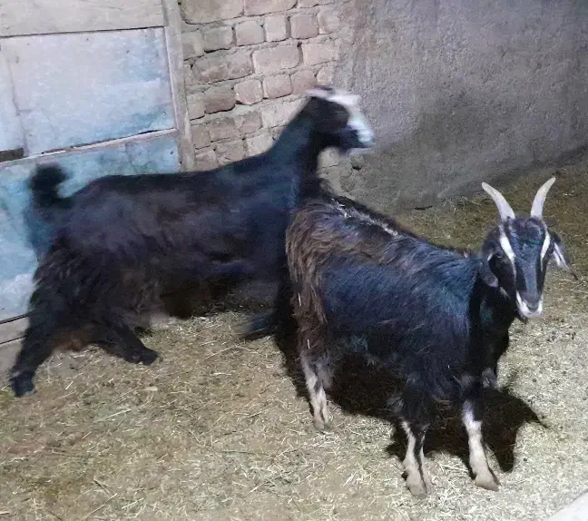 بز بزغاله چپیش|حیوانات مزرعه|ساوه, |دیوار