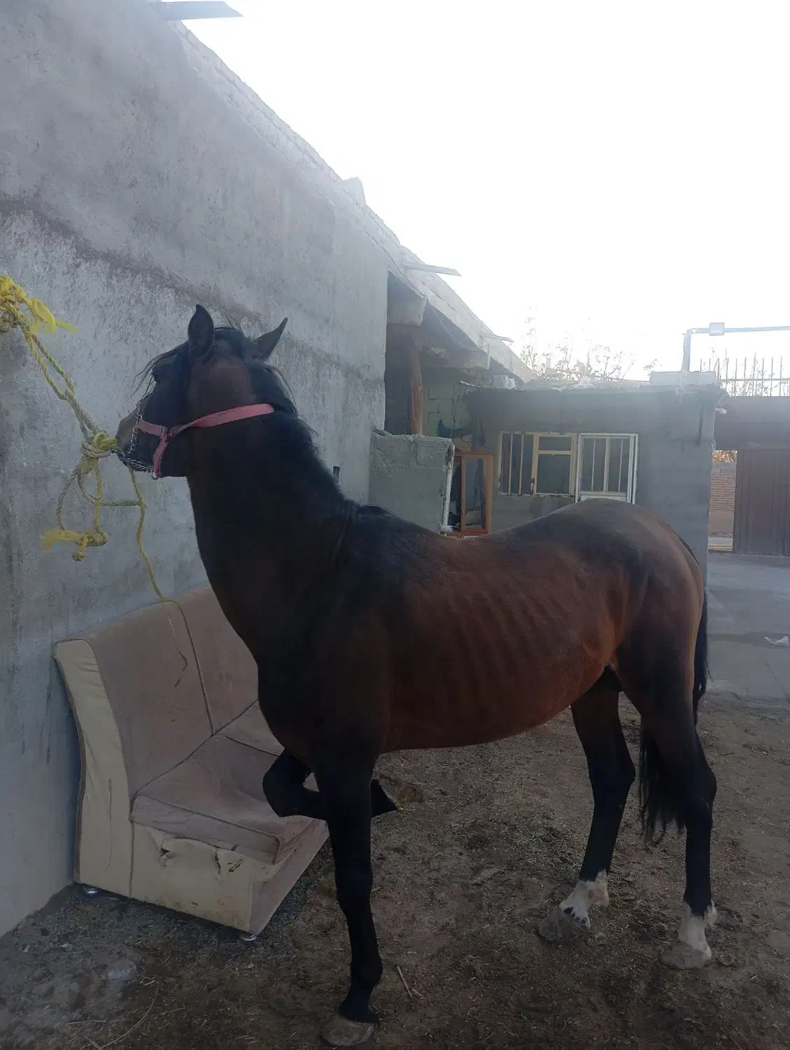 فروش اسب|اسب و تجهیزات اسب‌سواری|بناب, |دیوار