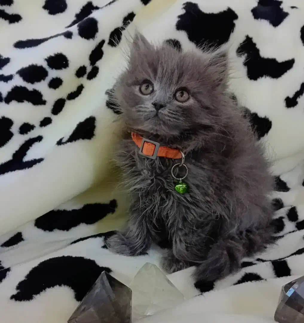 ۳ بچه گربه ۲ماهه|گربه|مشهد, ویلاشهر|دیوار