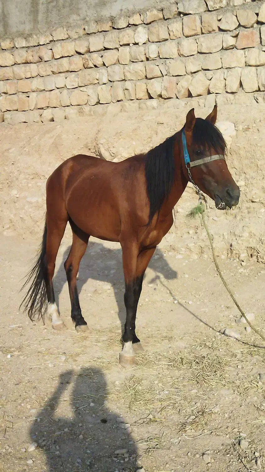 اسب عرب|اسب و تجهیزات اسبسواری|کوهدشت, |دیوار