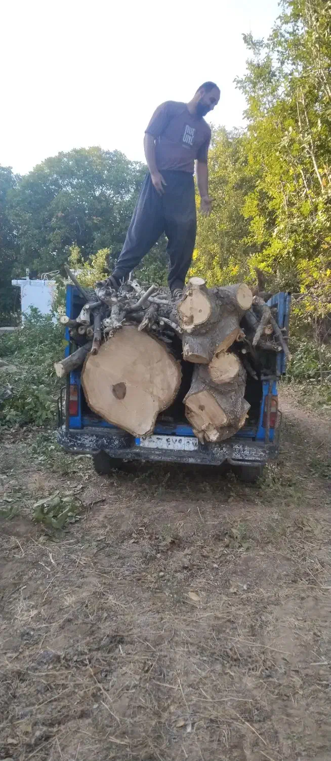 خریدار چوب با بالاترین قیمت|خدمات باغبانی و درختکاری|ابهر, |دیوار