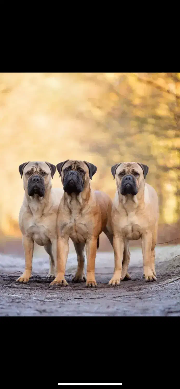 سگ پیدا شده|حیوانات|اصفهان, دشتستان|دیوار