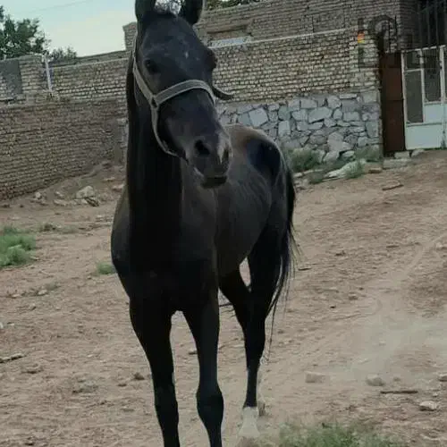 فروش چند راس اسب همه نژاد|اسب و تجهیزات اسب‌سواری|یزد, |دیوار