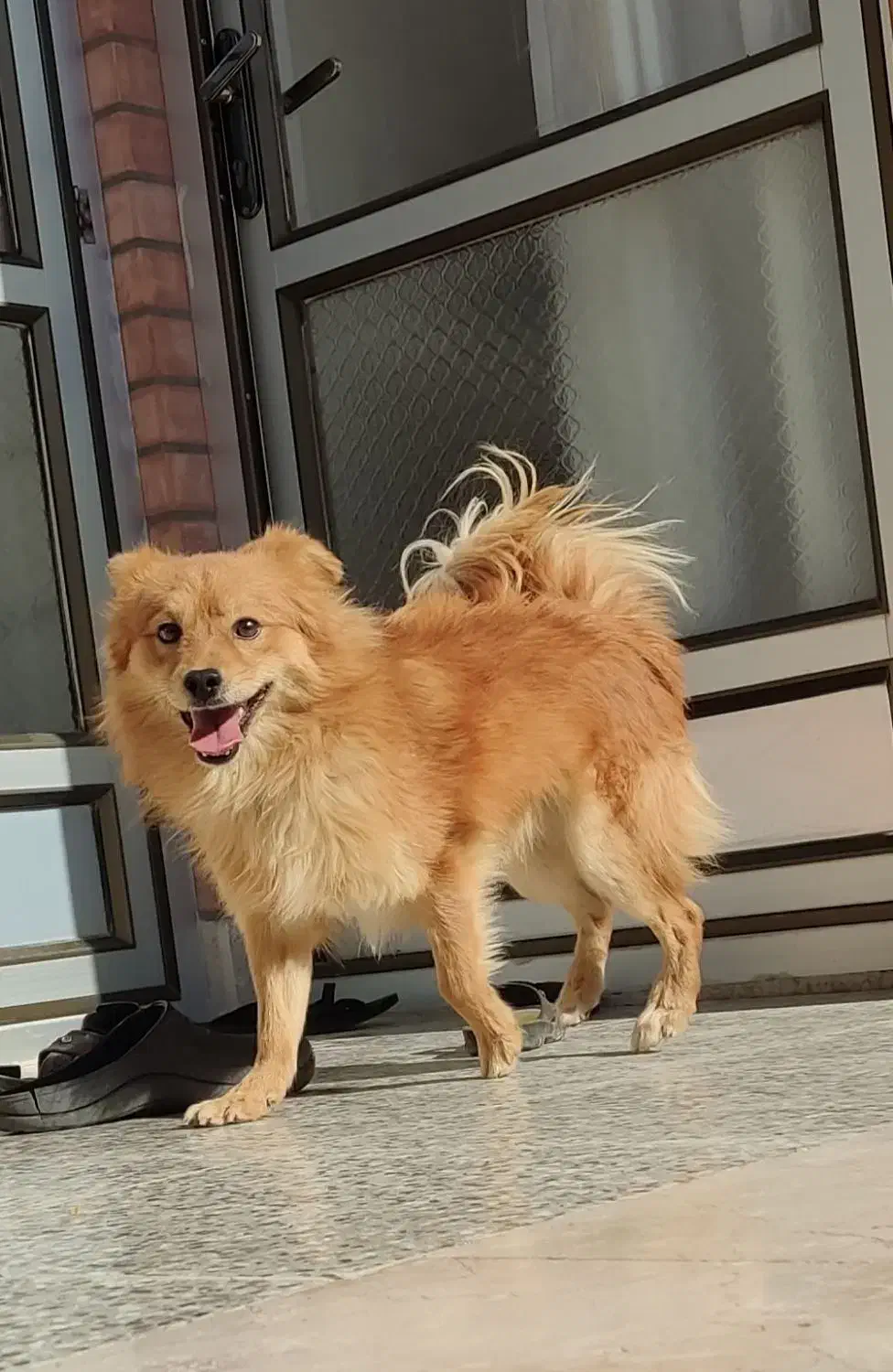 سگ پاپی نر|سگ|مبارکه, |دیوار