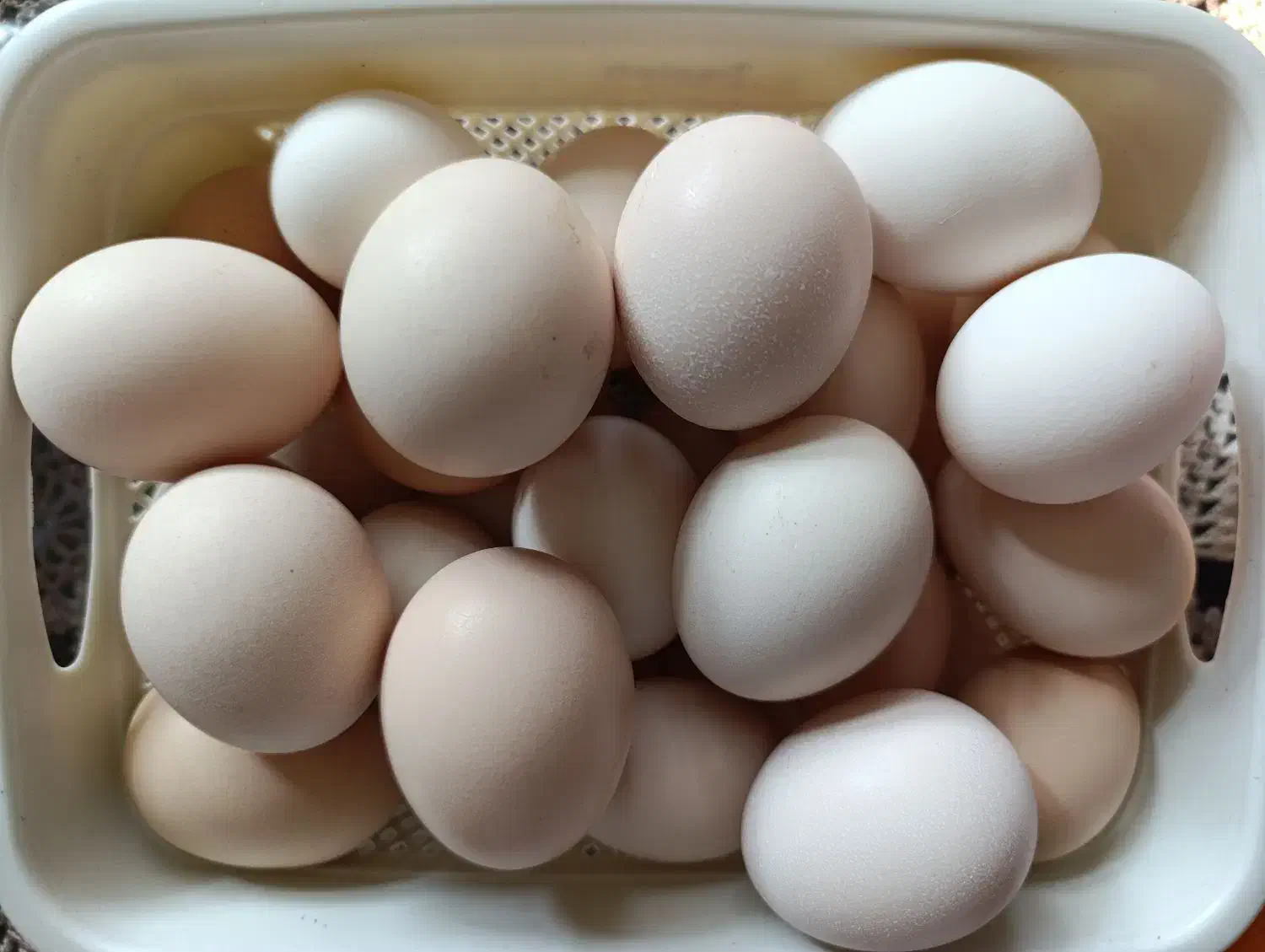 تخم مرغ نطفه دار محلی|حیوانات مزرعه|آستانه اشرفیه, |دیوار