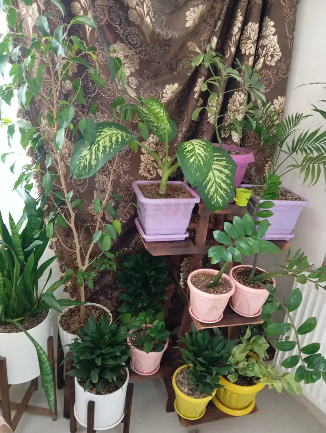 فروش گل|گل و گیاه طبیعی|مشهد, انقلاب|دیوار