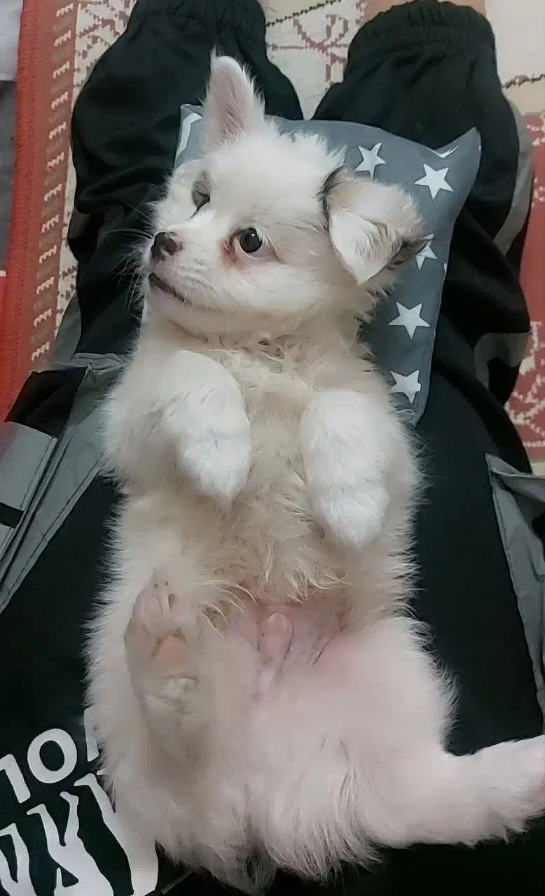 سگ ریز|سگ|تهران, منیریه|دیوار