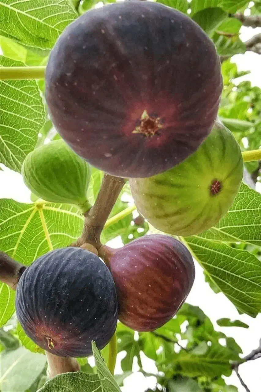 نهالستان میوه و ارقام خشکبار مقاوم به سرما|خدمات باغبانی و درختکاری|تکاب, |دیوار